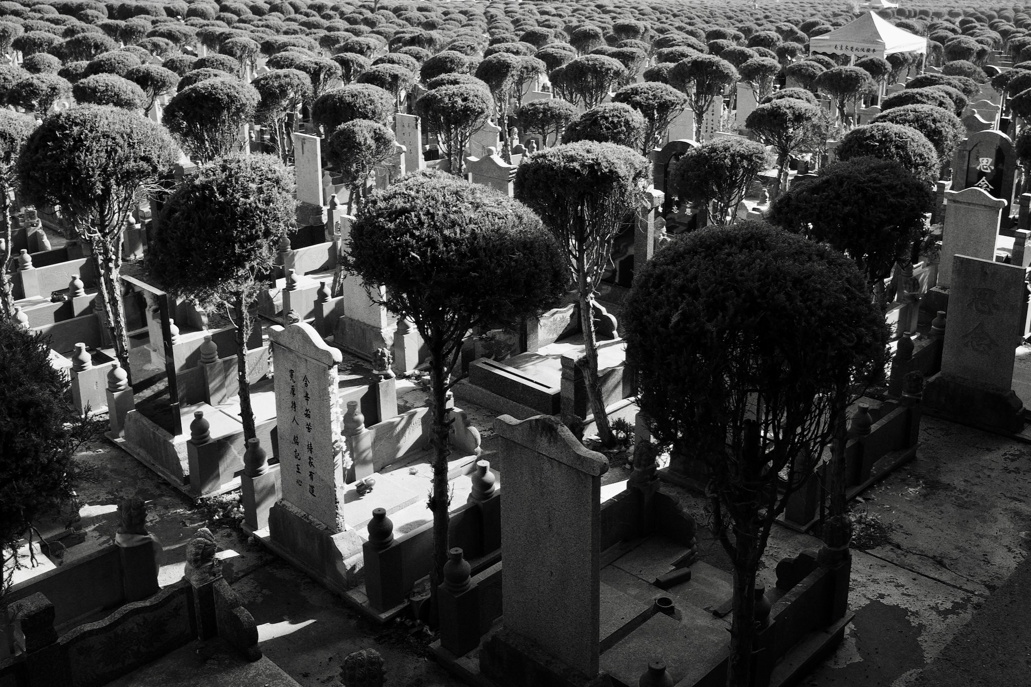 Rows of gravestones at the cemetery